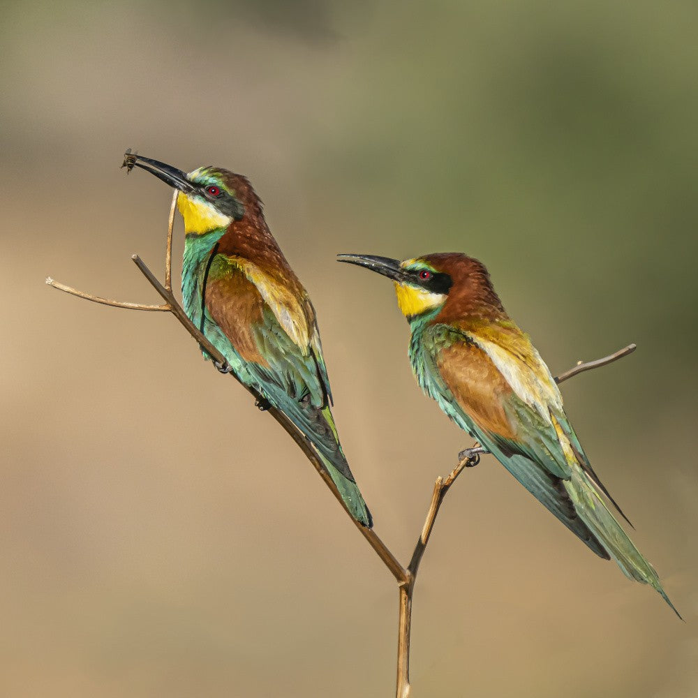 Süßes Duo