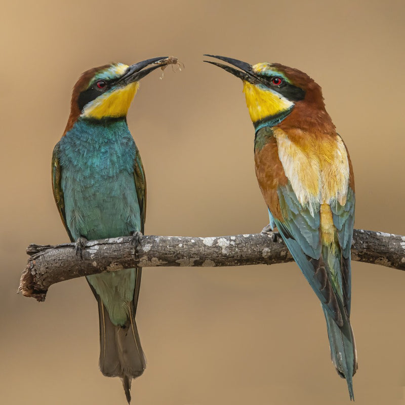 Bee-eaters