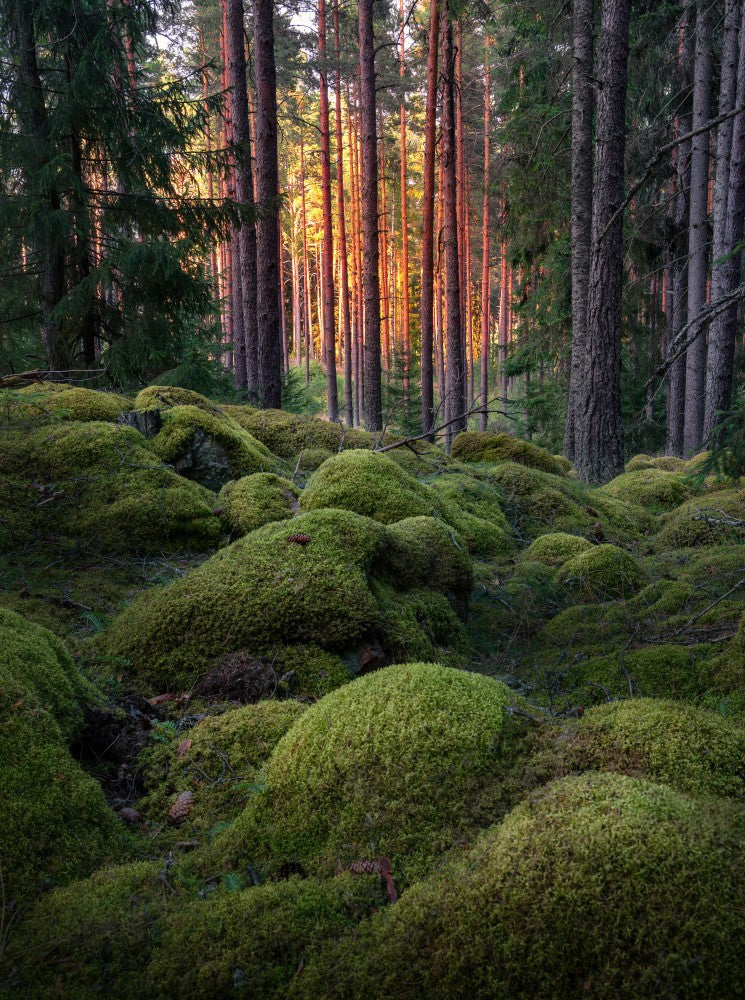 Mossy forest