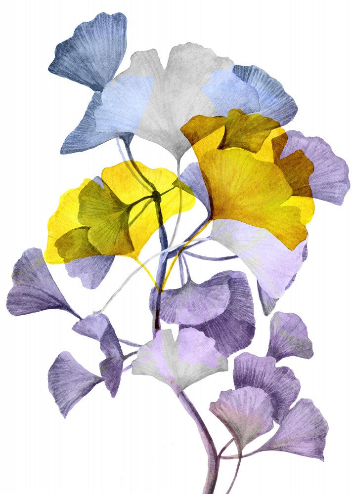Ginko biloba 1