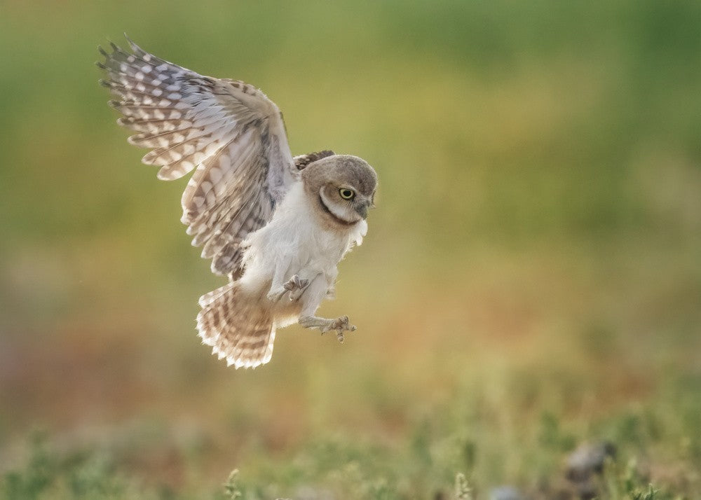 Burrowing owl