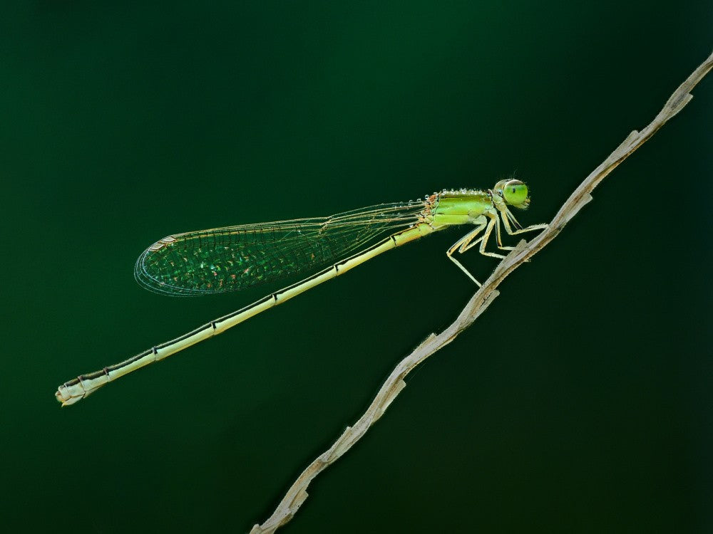 thread dragonfly