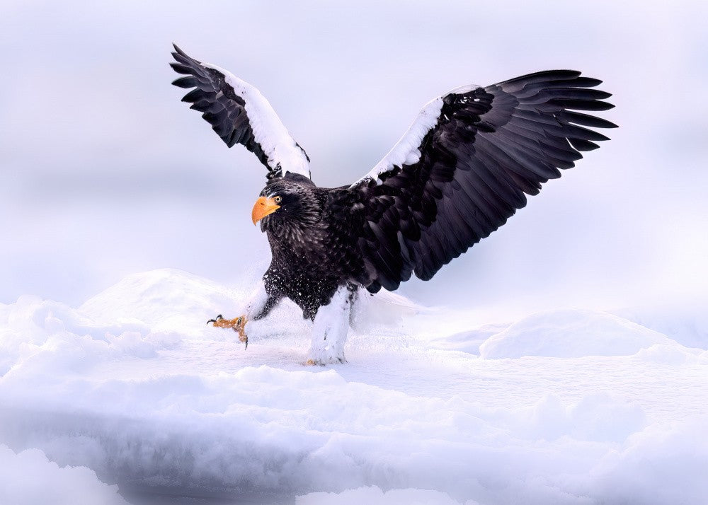 On Drift Ice