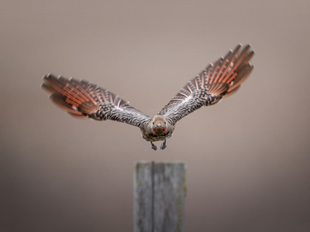 Taking off
