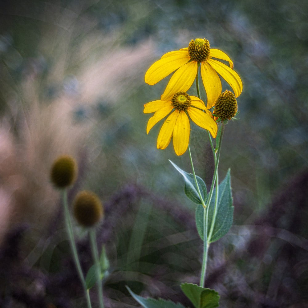 The end of a flower