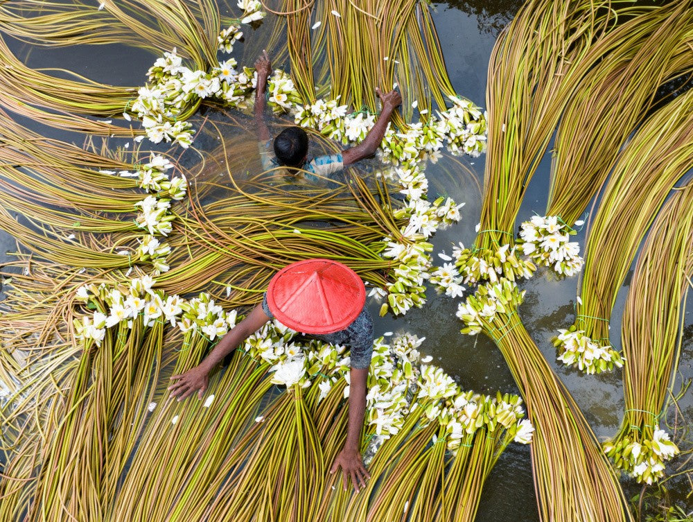Waterlily sorting