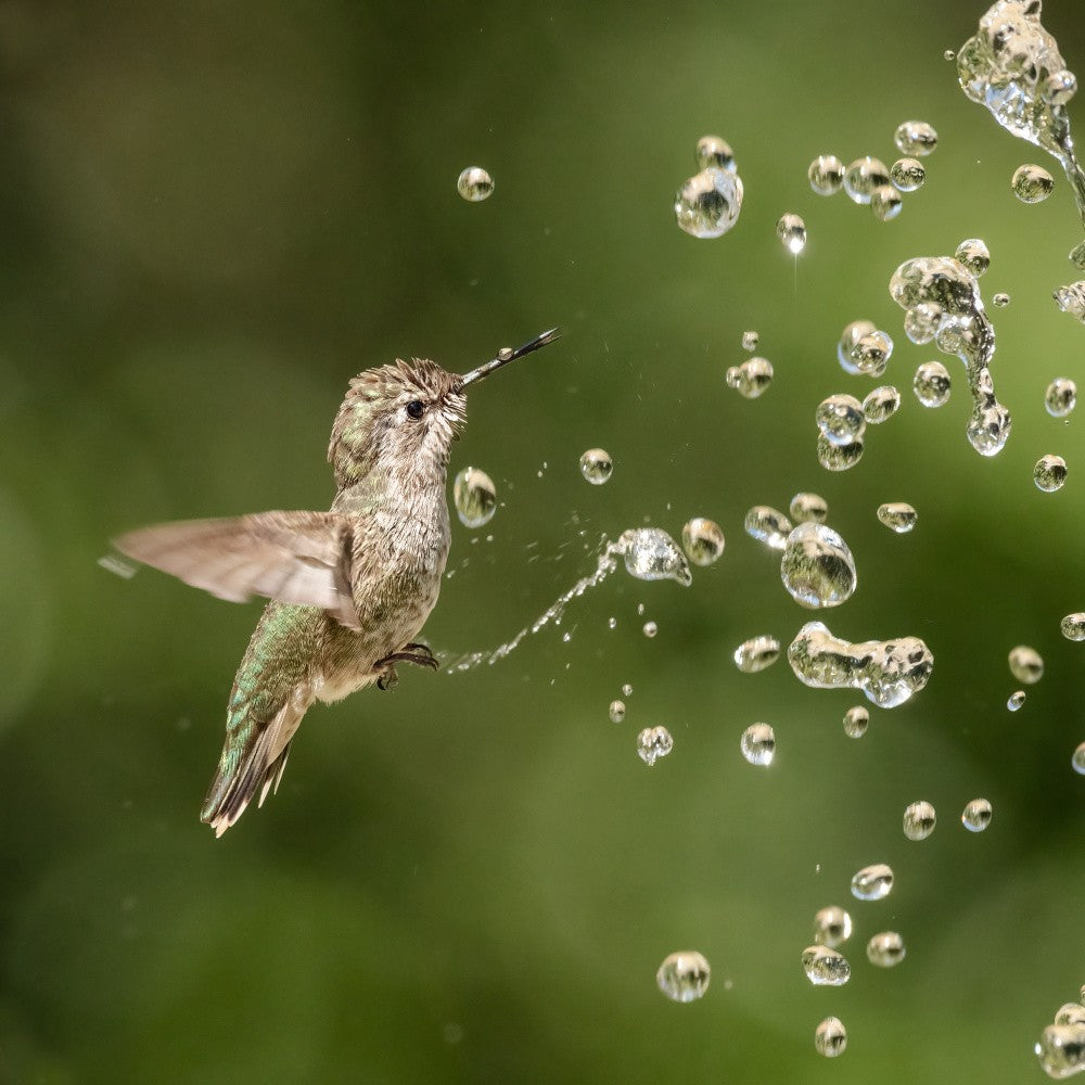 Die Freude des Sommers