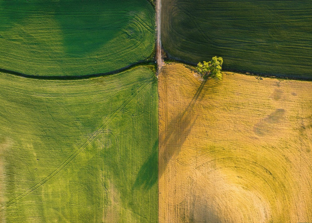 A tree in farm field
