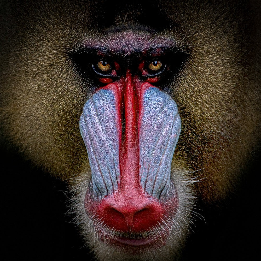 Mandril