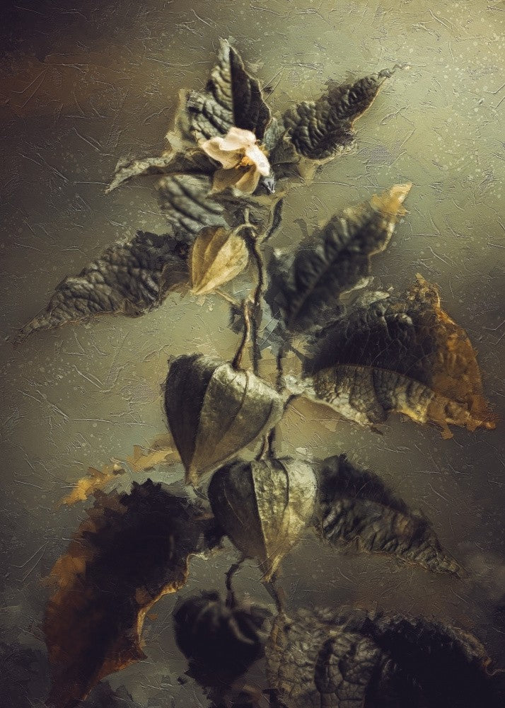 Physalis