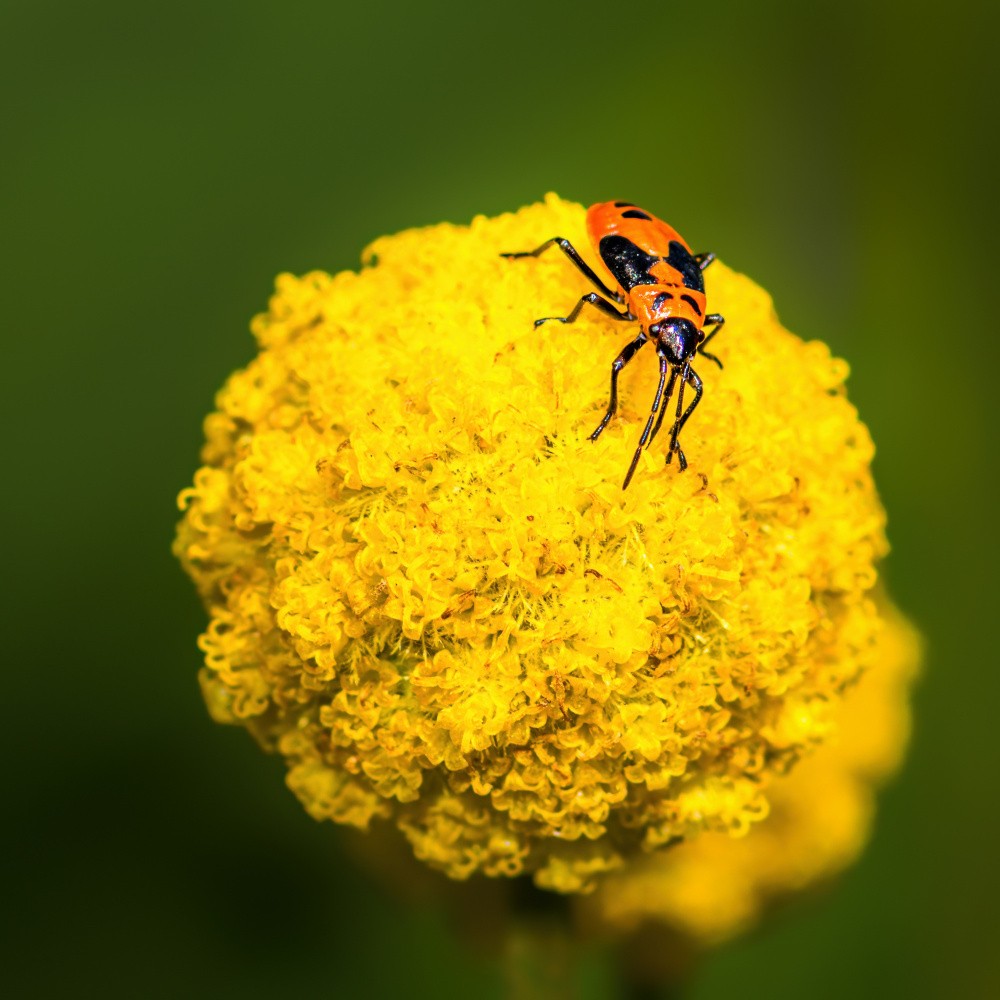 Insect