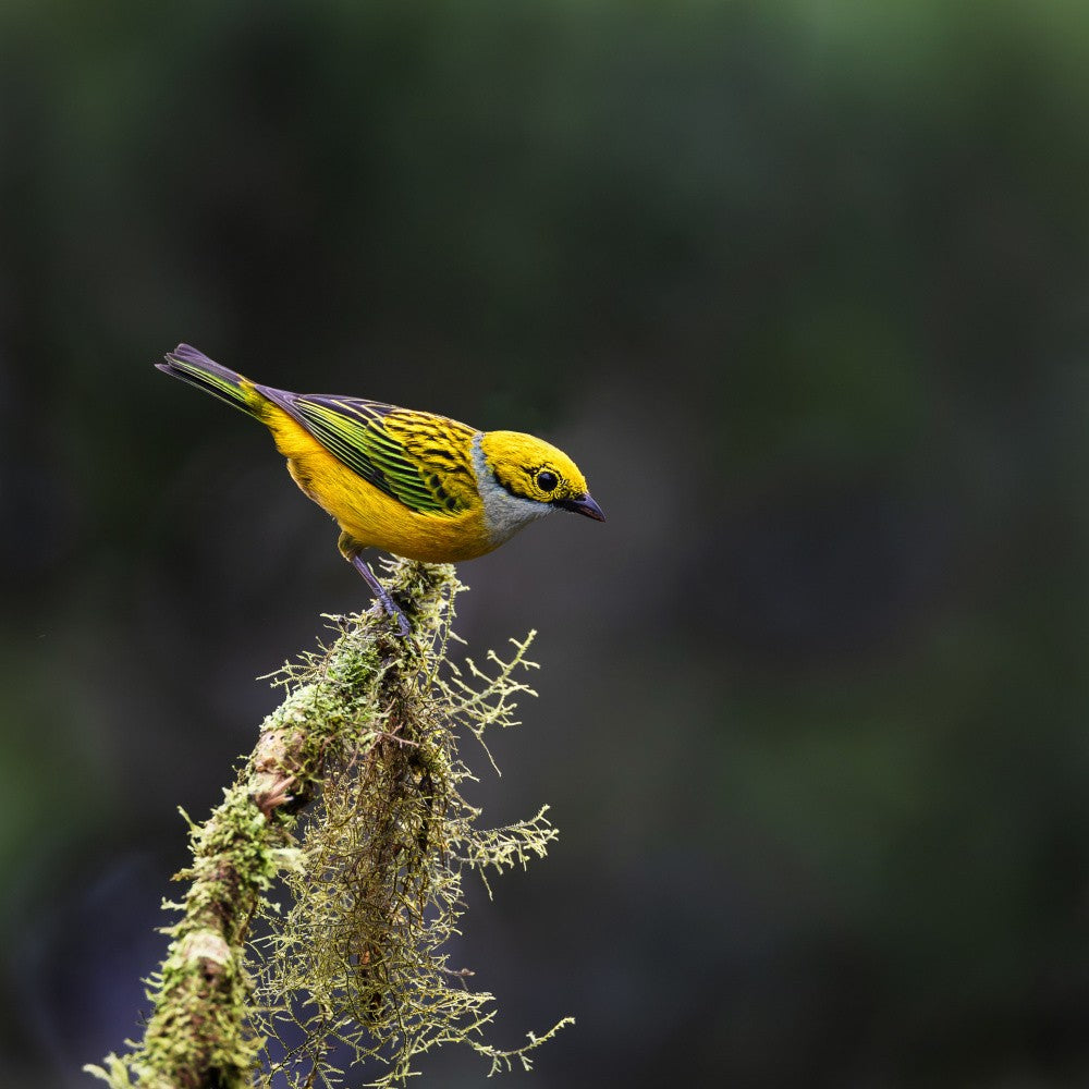Silver-throated Tanager