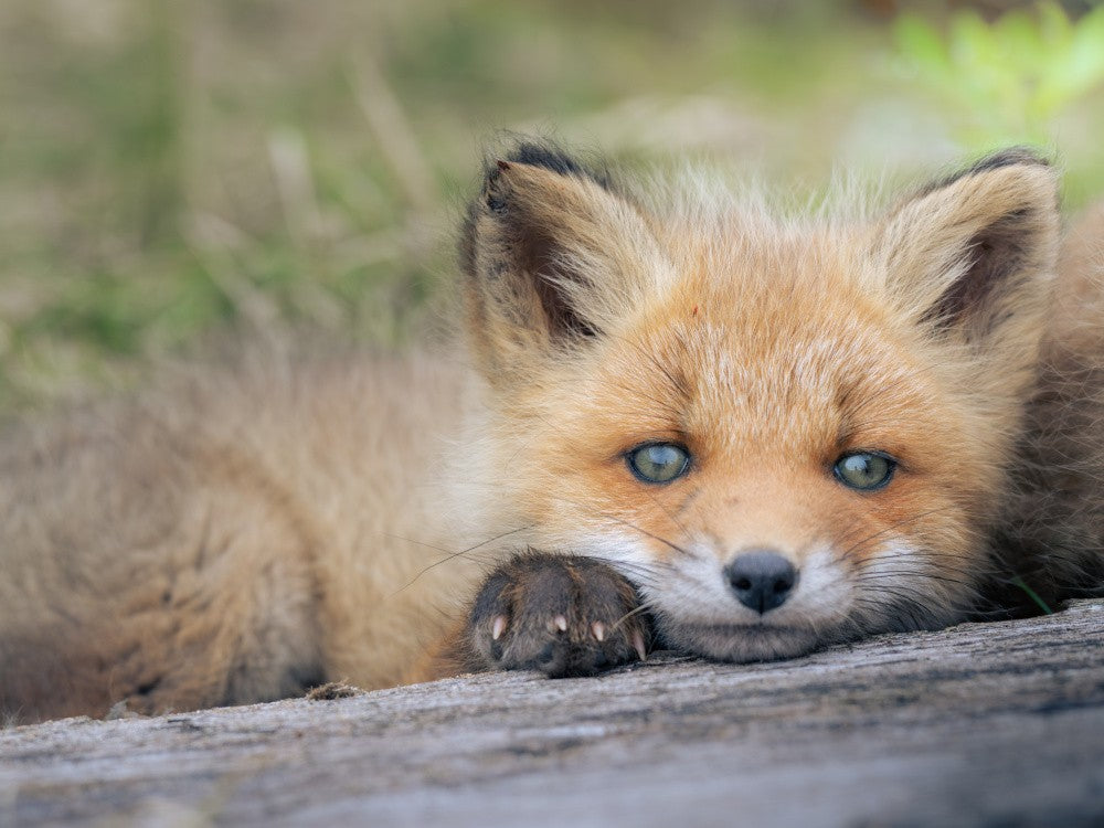Spring Fox -Baby-