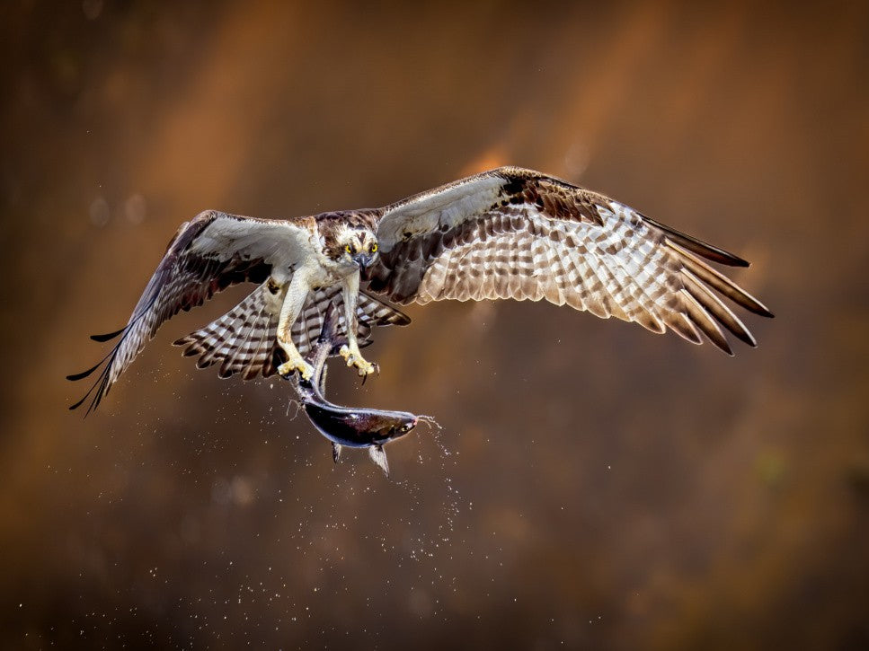 Osprey with fish