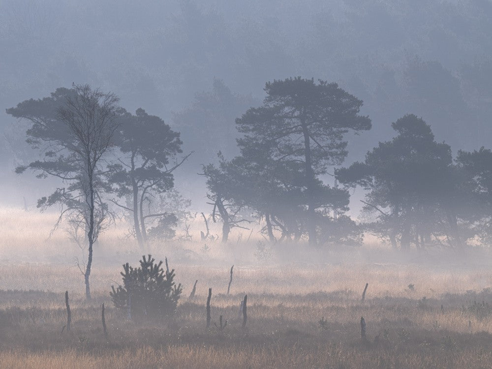 Kalmthoutse heide mit Bodennebel