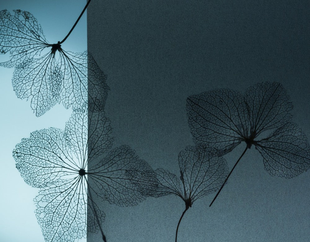 Ephemeral Beauty
