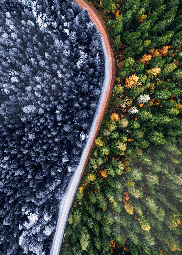 Forest Seasons Change