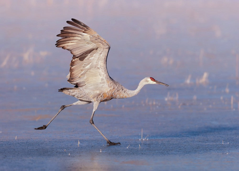 On Frozen Ice