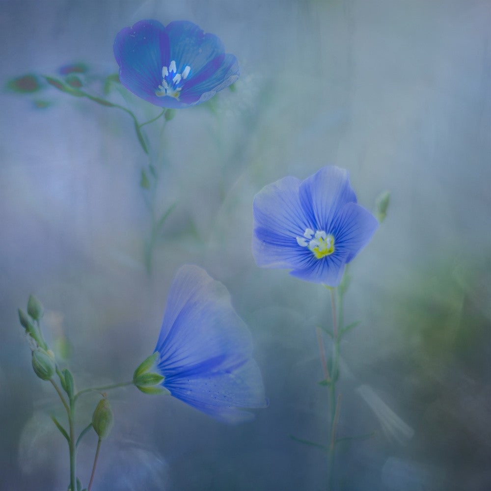 Flax