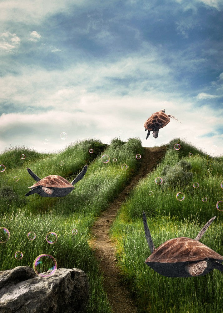  Turtles in the Green Fields