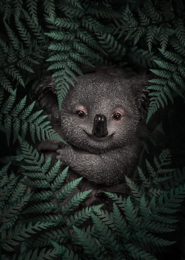 Cute Baby Koala