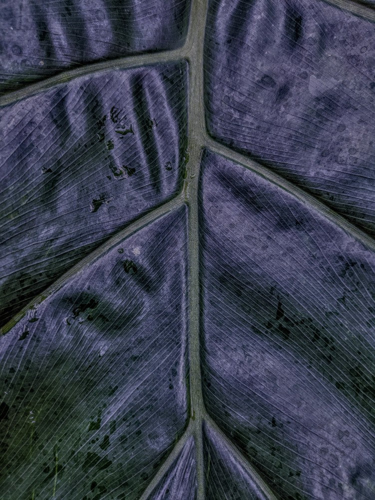 Arteries and Veins