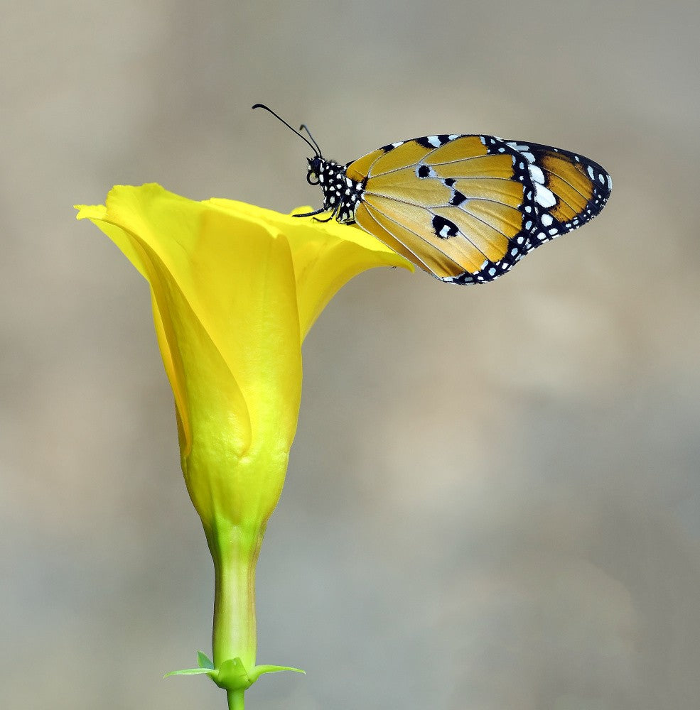 African Queen butterfly