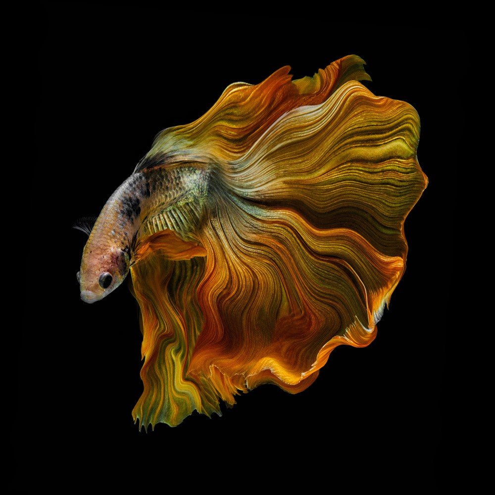 THE GOLDEN BETTA