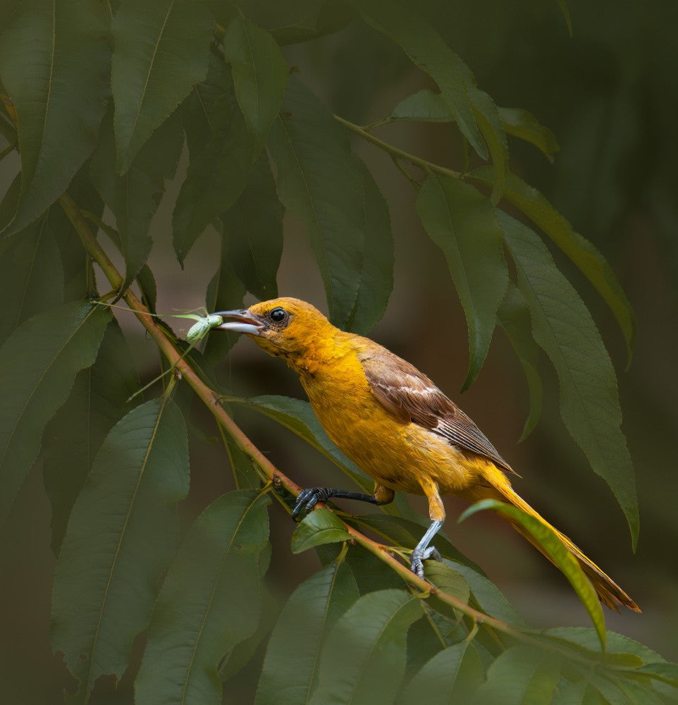 Oriole's snack-1