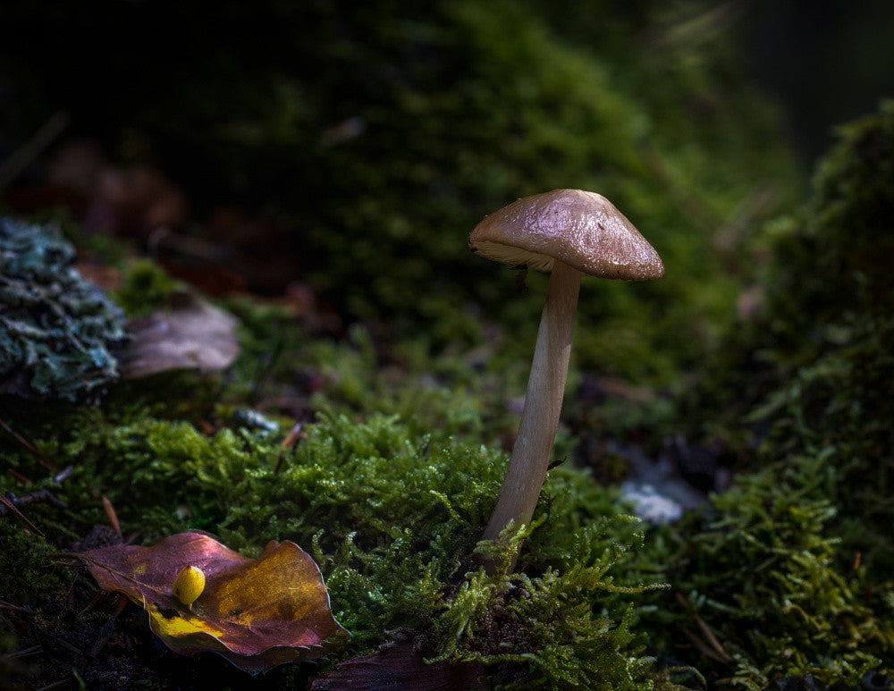 In the Selvapiana forest