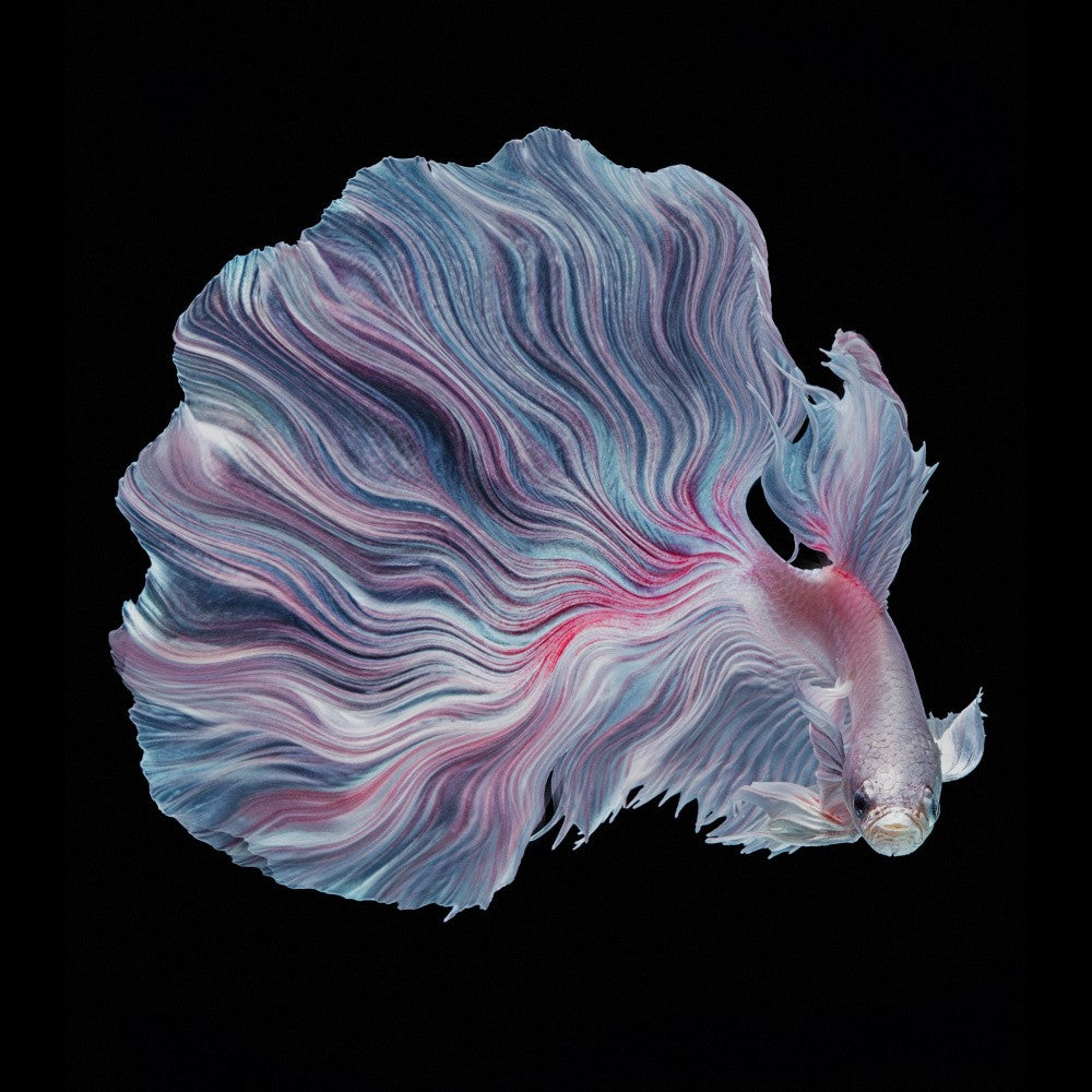 The Flower of Betta
