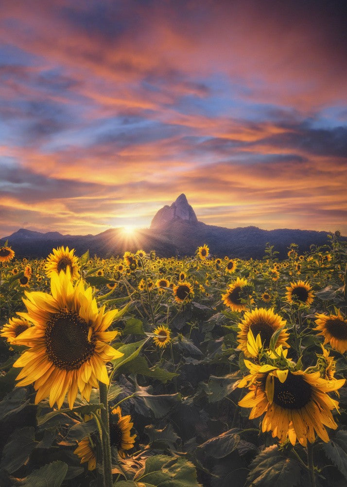 Sunflowers
