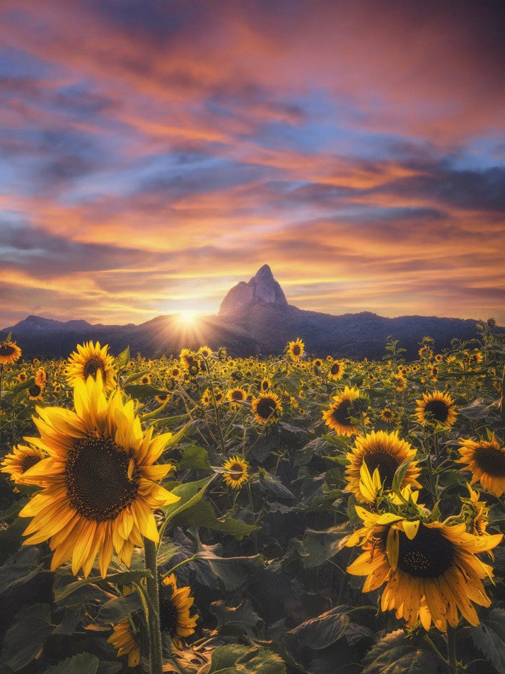 Sunflowers