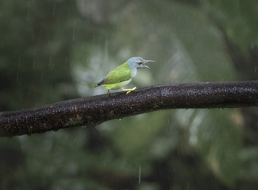 A little green bird