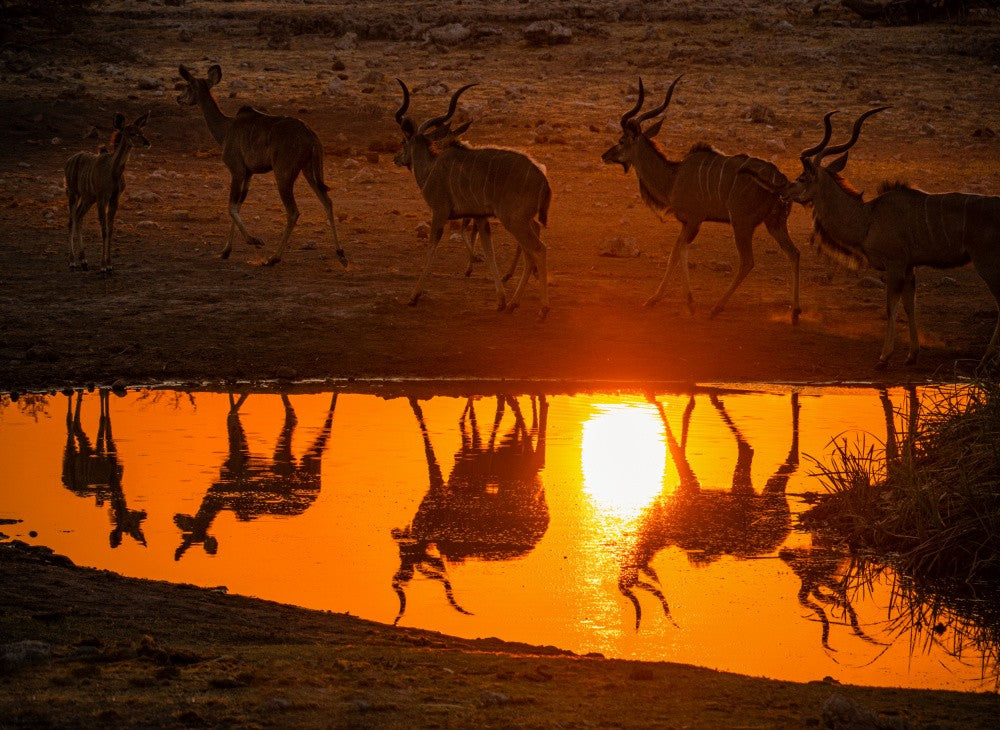 The Kudu at sunset drink