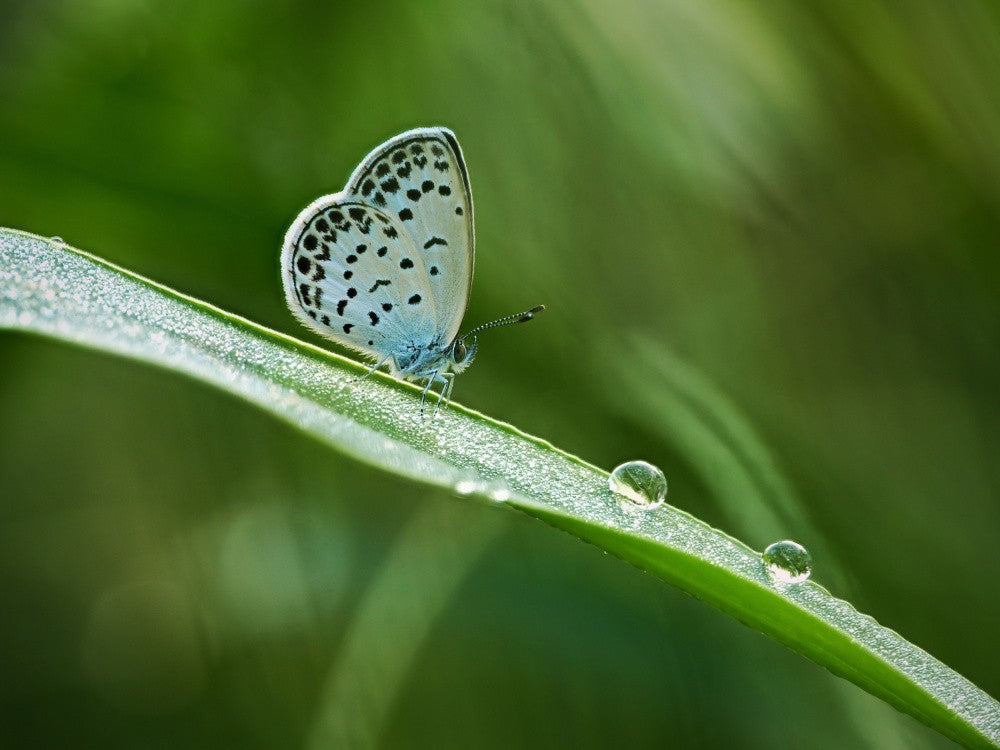 with water drops