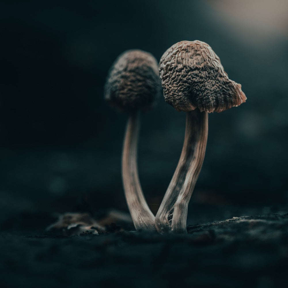 pequeña creación II