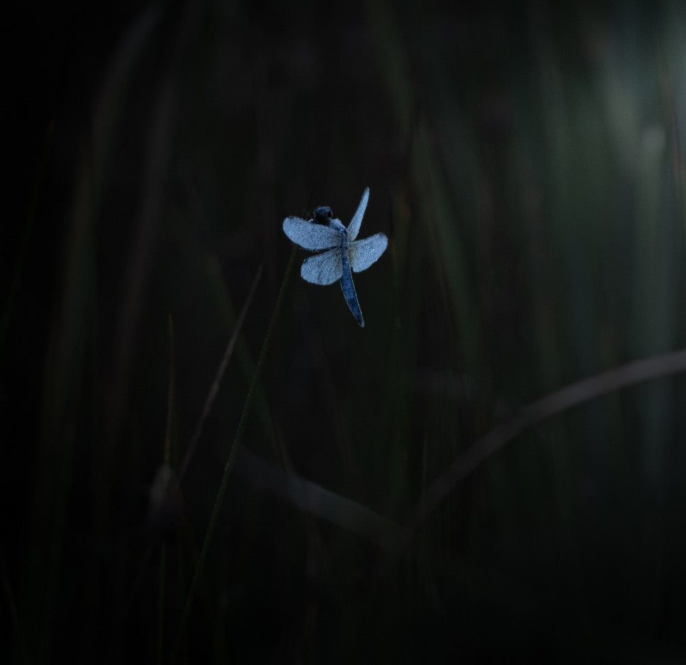 Morning dewⅡ