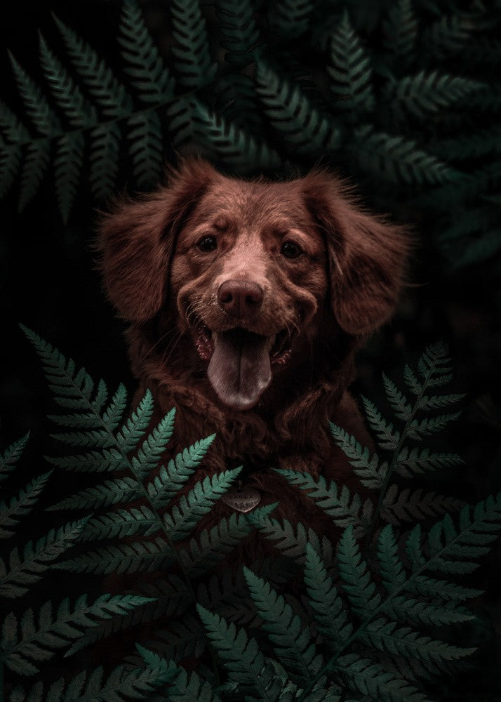 Dog Brown In The Forest