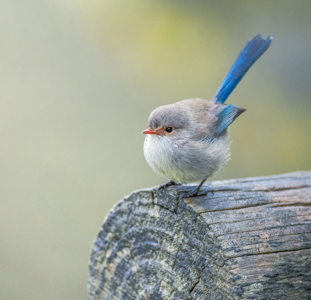 Splendid fairy wren