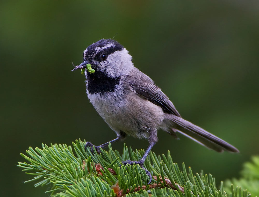 mountain Chickadee