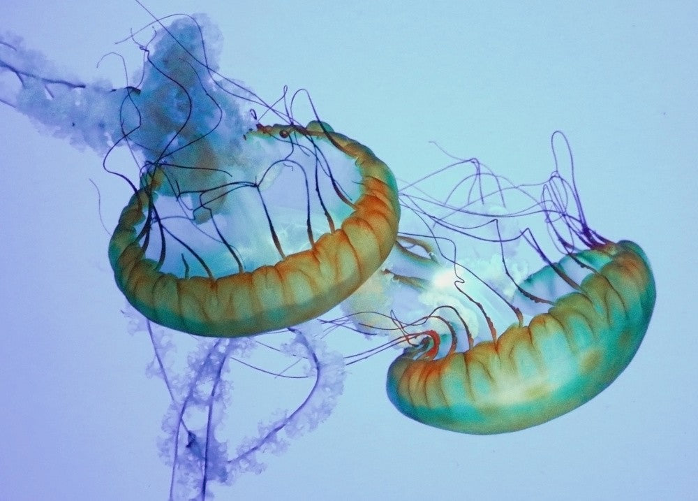 Underwater Ballet