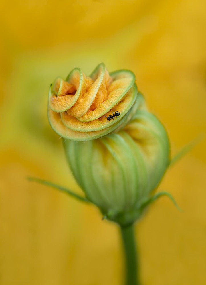 Zucchini flower with ant