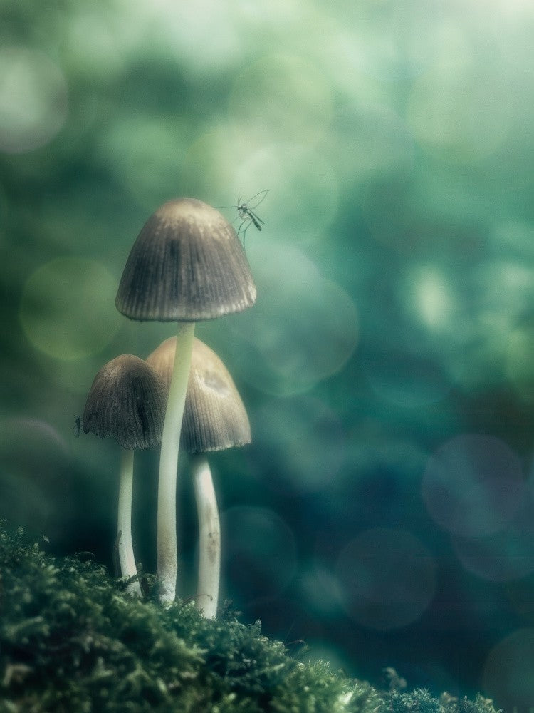 Undergrowth's life