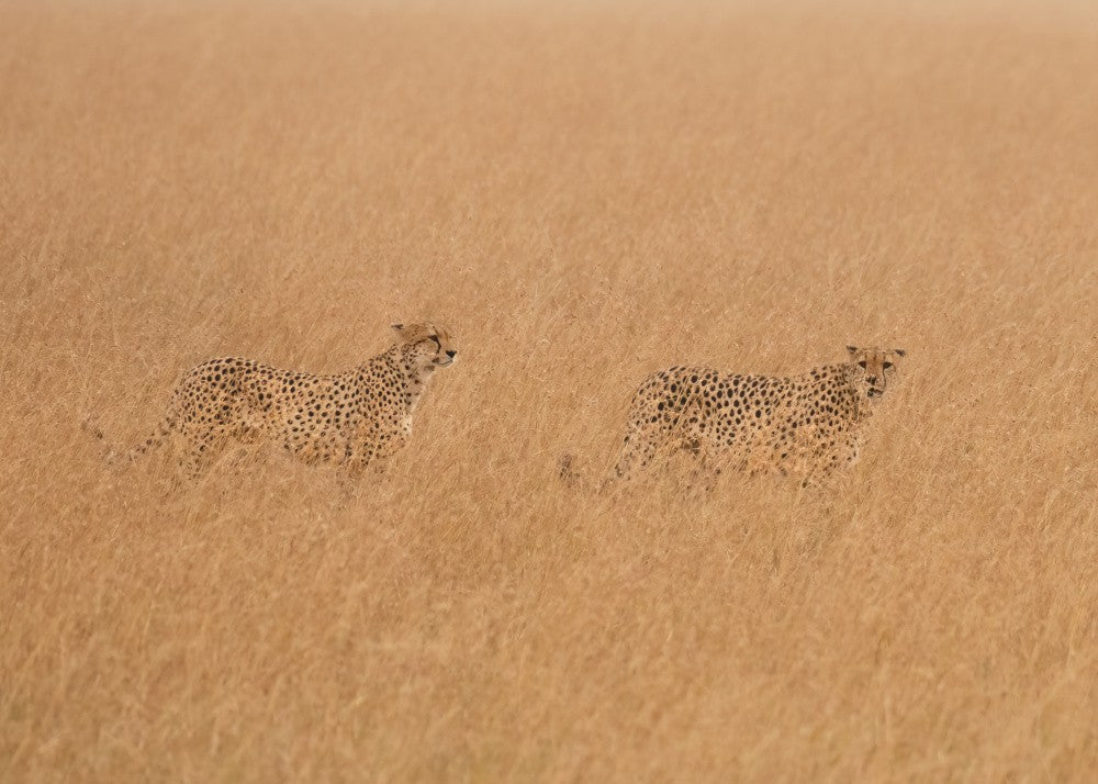 Cheetahs Looking For Prey