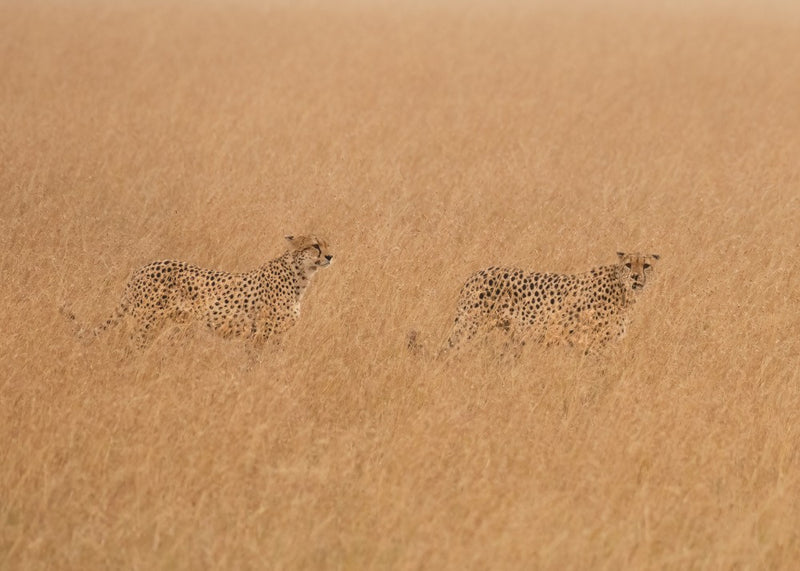 Cheetahs Looking For Prey