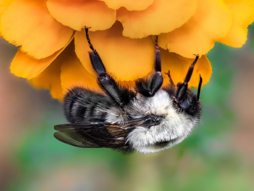 Marigold