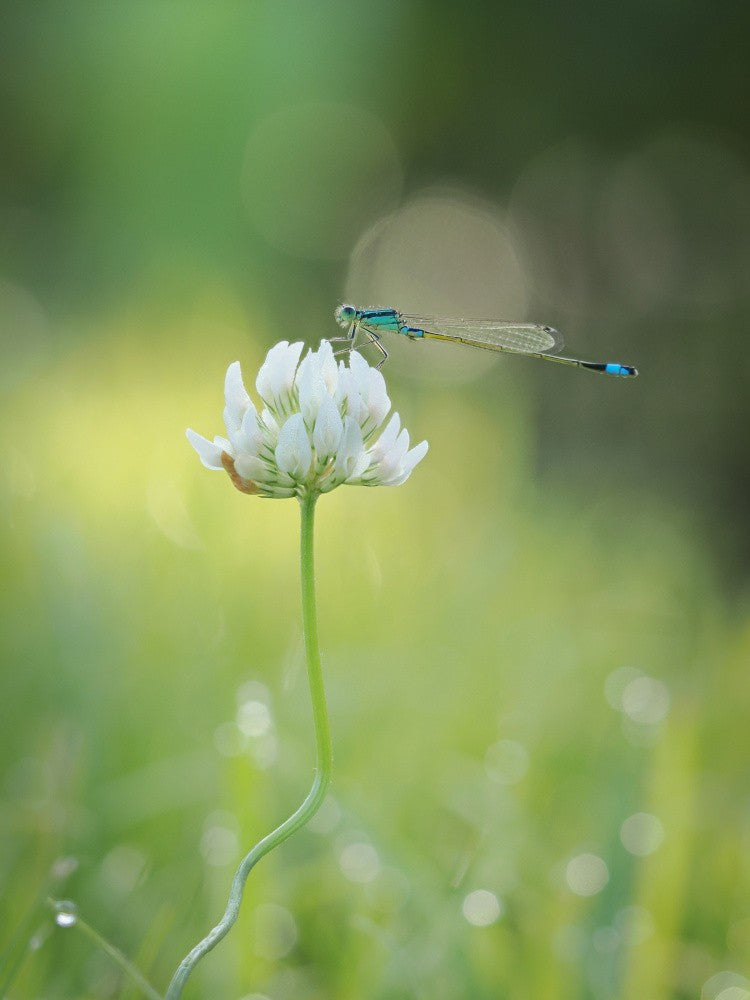 Summer morning