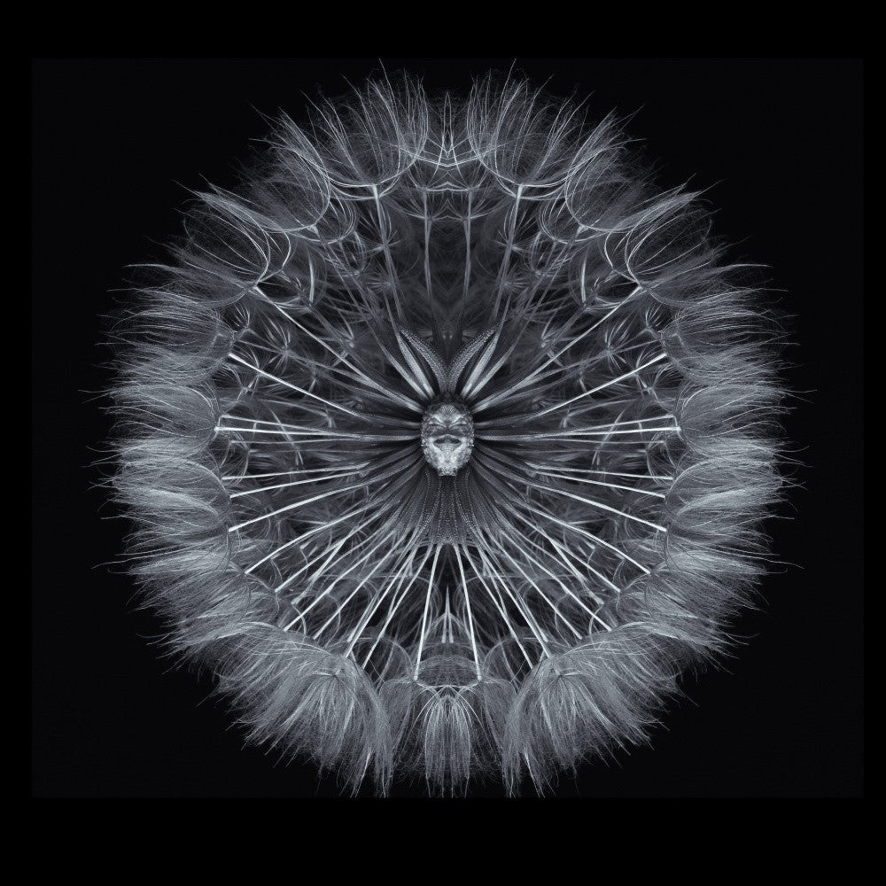 Salsify