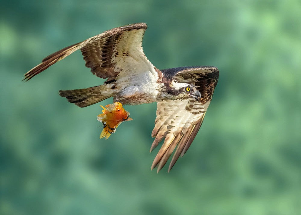 Superb Catch
